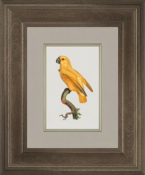 Картина "Попугай желтый"